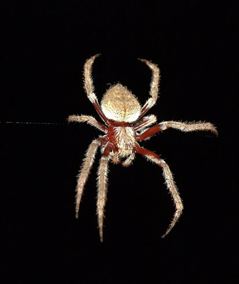 knobbled garden orb weaver spider photo