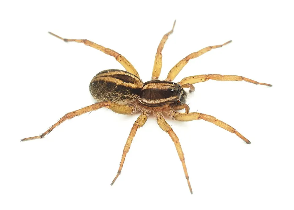 little striped wolf spider spider photo