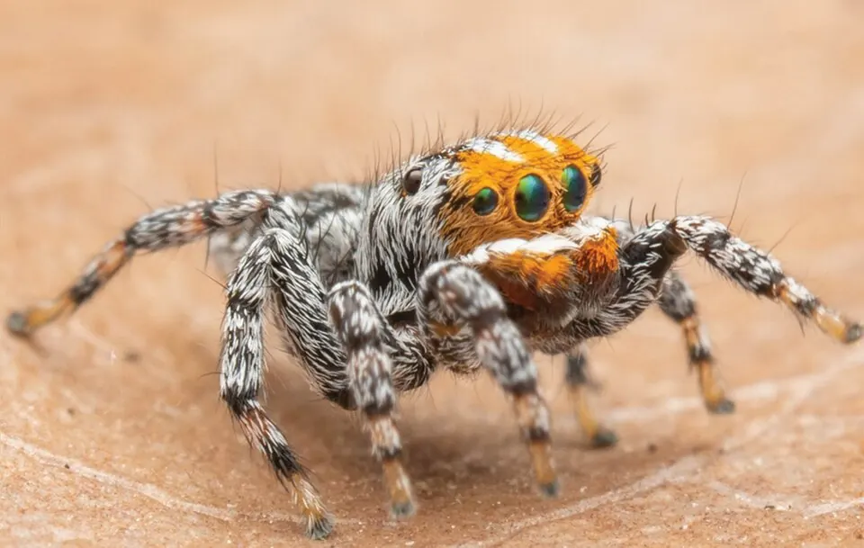 nemo peacock spider spider photo