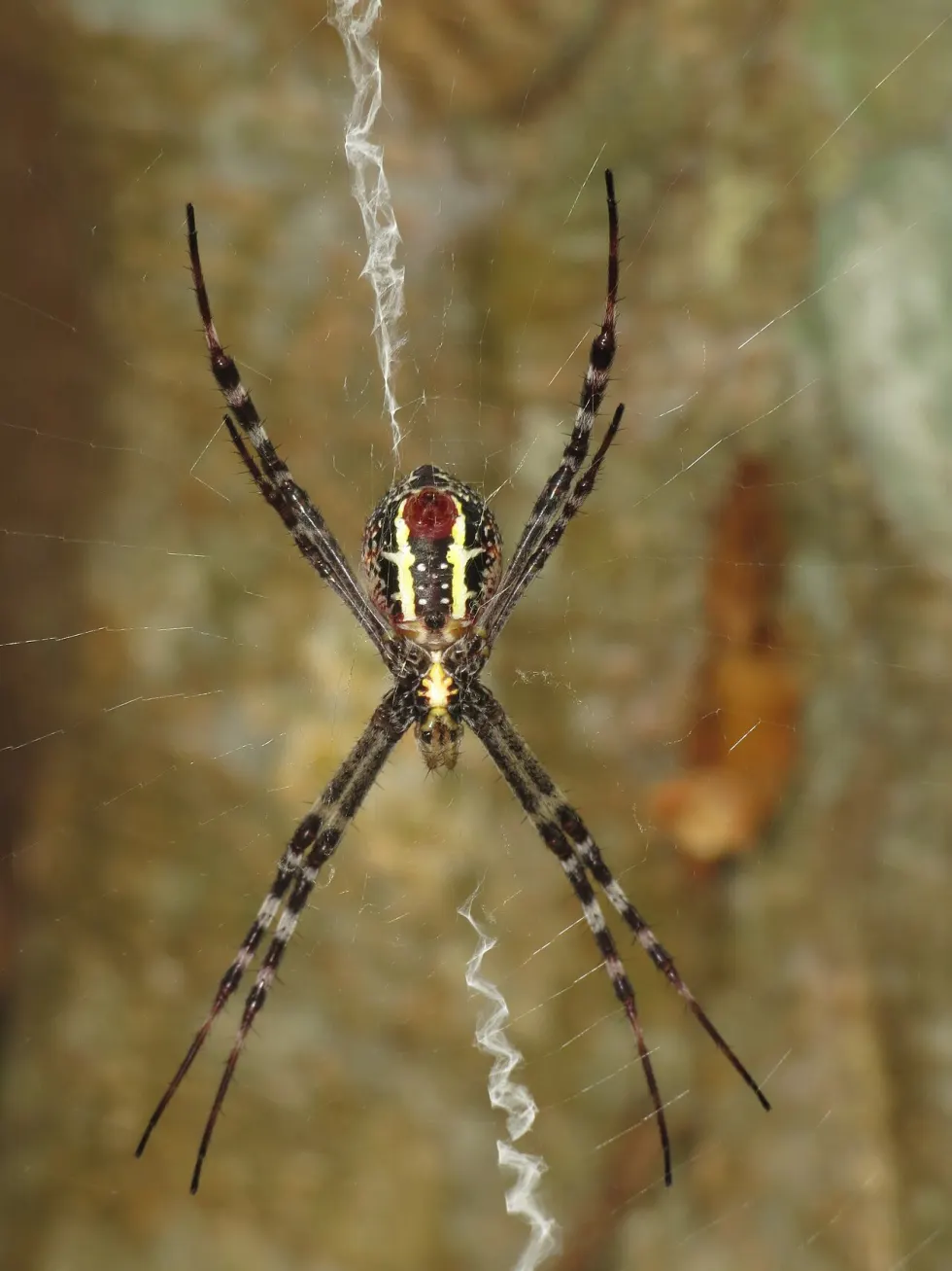 painted cross spider Argiope picta Cairns photo