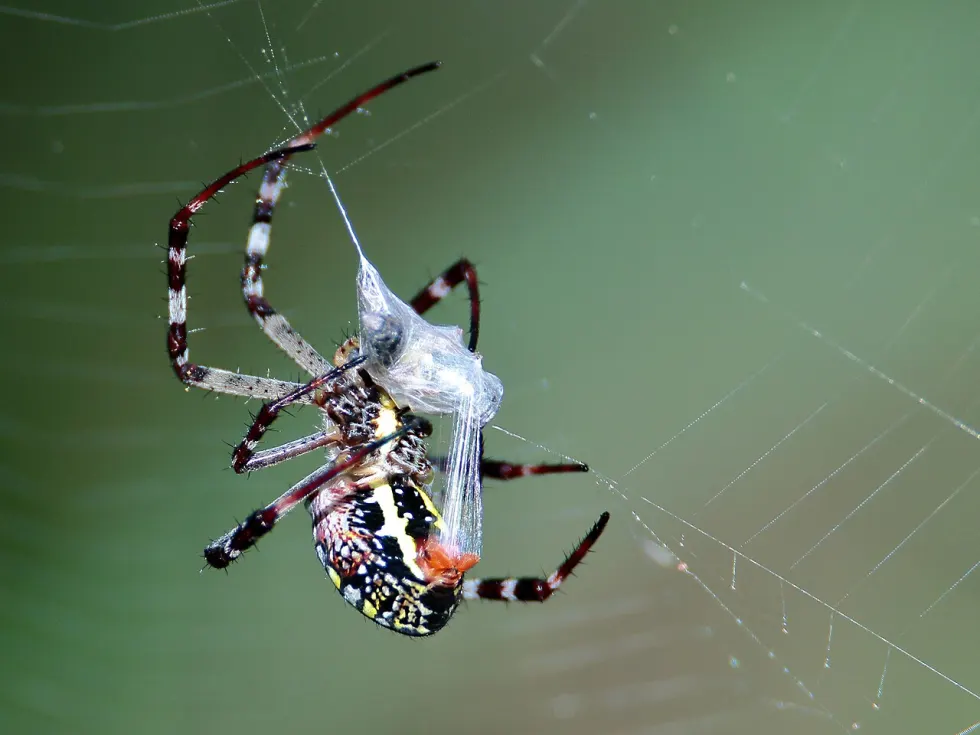 painted cross spider Argiope picta wrapping prey photo