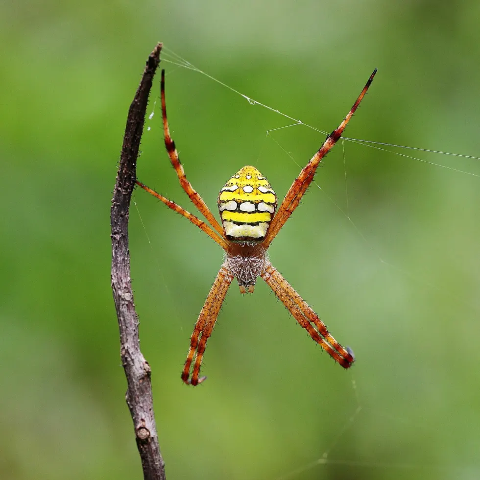 painted cross spider Argiope picta female photo