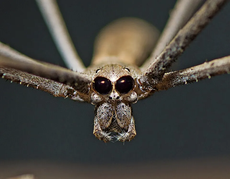 rufous net casting spider spider photo