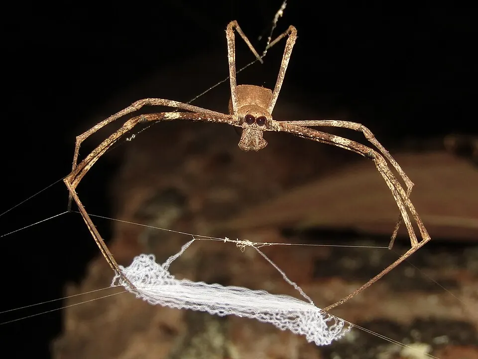 rufous net casting spider spider photo