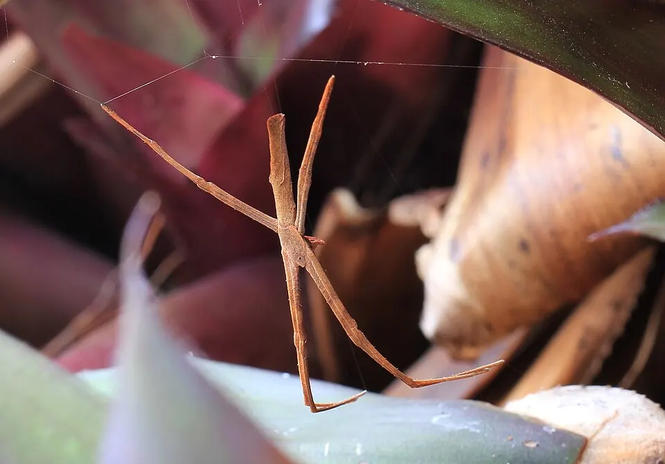 rufous net casting spider spider photo