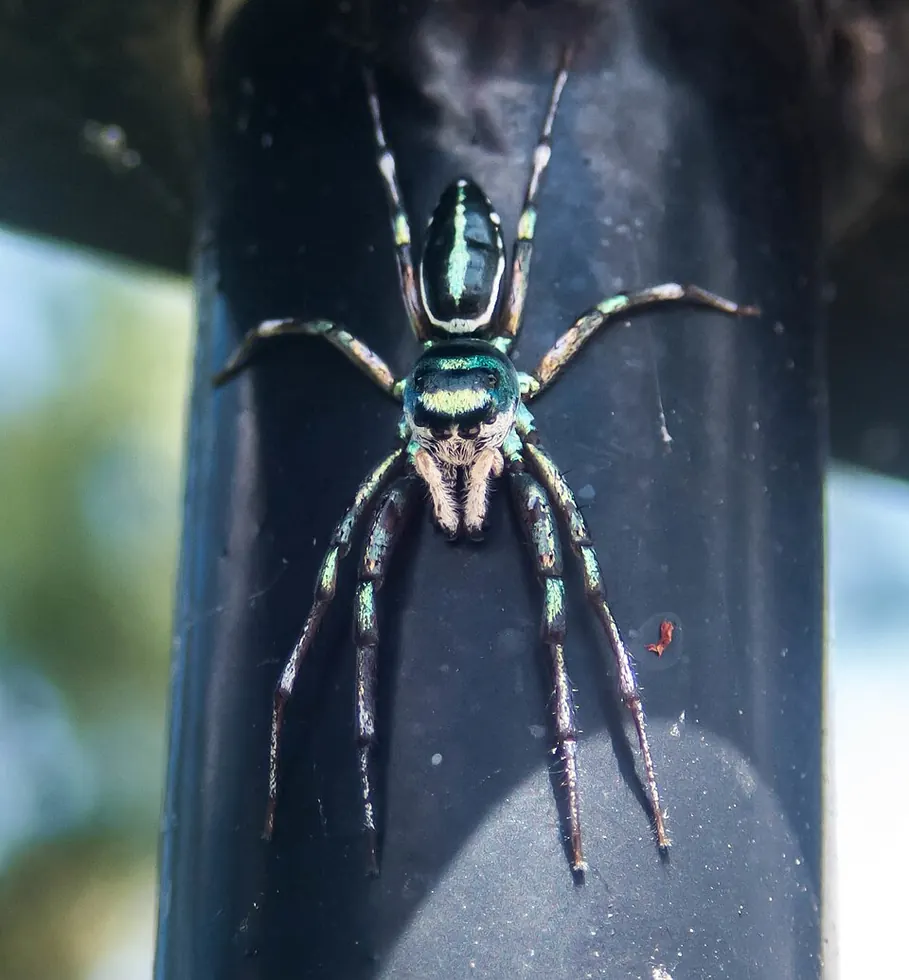 sea green northern jumper spider photo