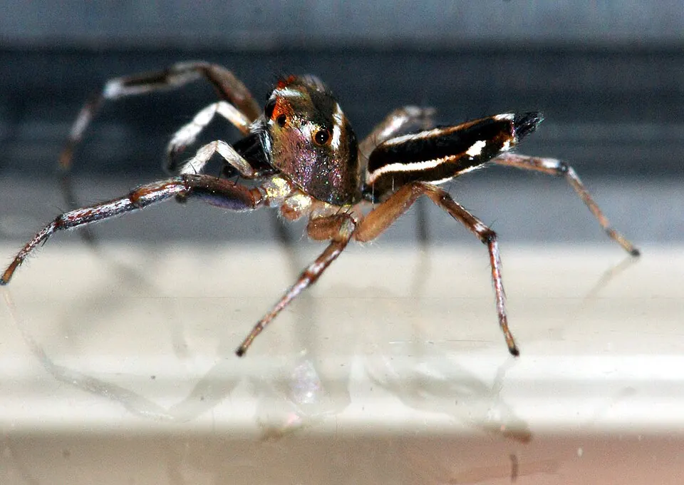 sea green northern jumper spider photo