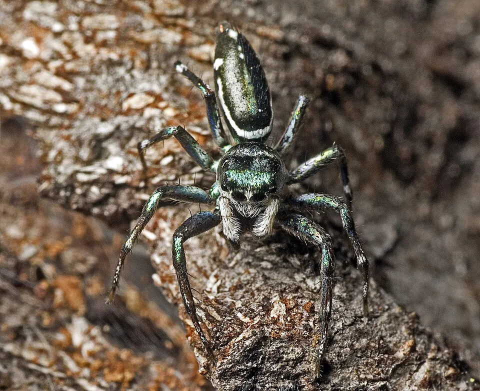sea green northern jumper spider photo