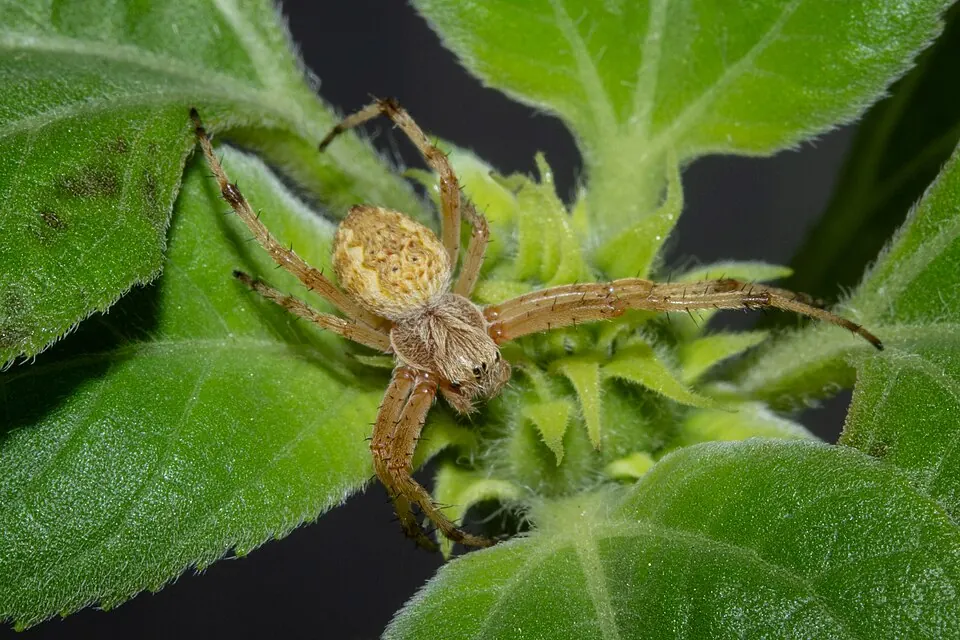 sooty orb weaver spider photo