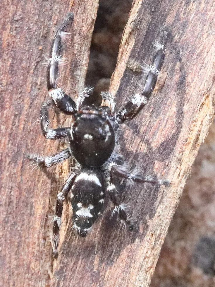 superb jumping spider spider photo