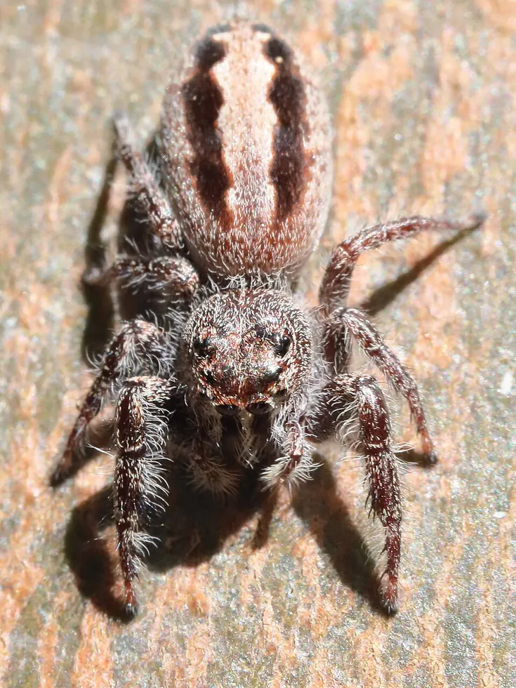 superb jumping spider spider photo