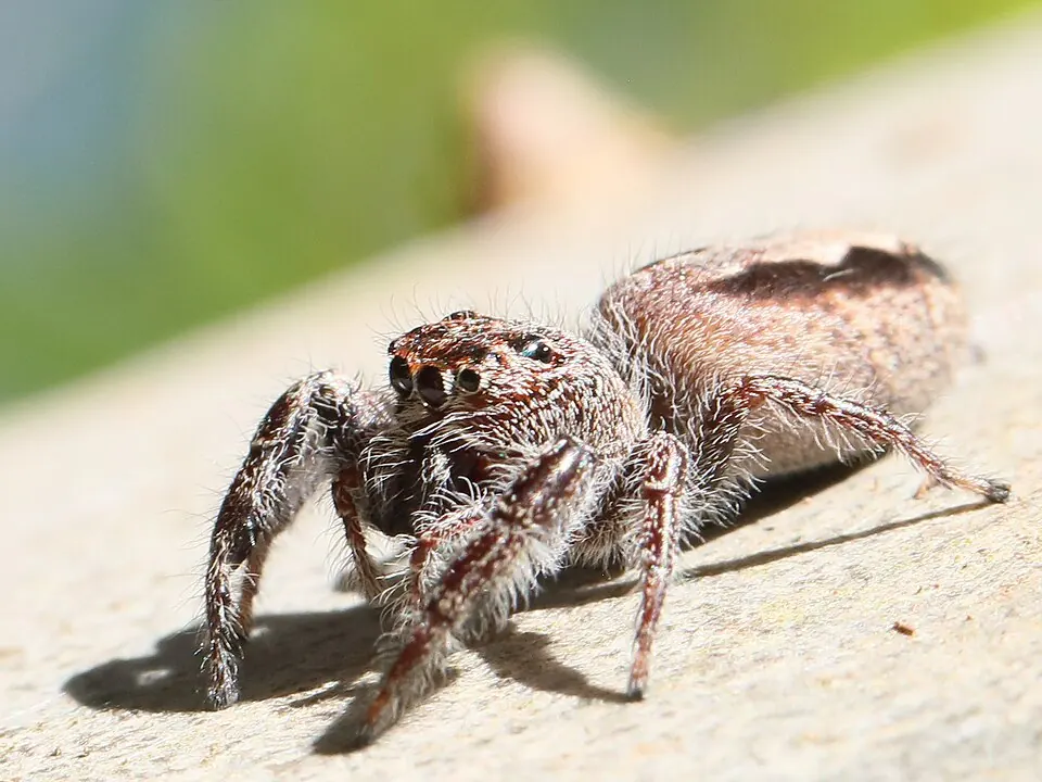 superb jumping spider spider photo