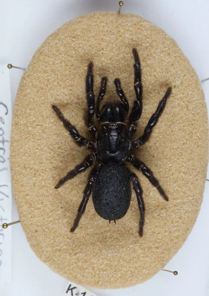 Victorian funnel-web spider Hadronyche modesta specimen photo