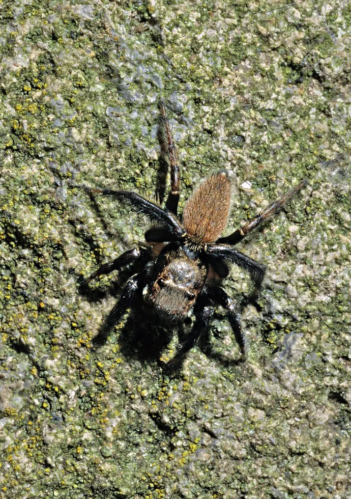white banded house jumping spider spider photo