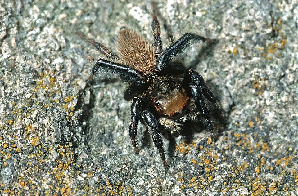 white banded house jumping spider spider photo