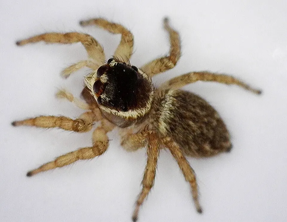 white banded house jumping spider spider photo