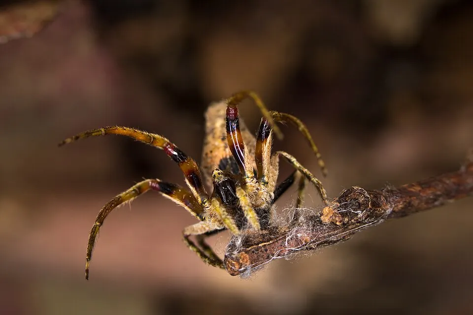 wrapped up twig spider spider photo