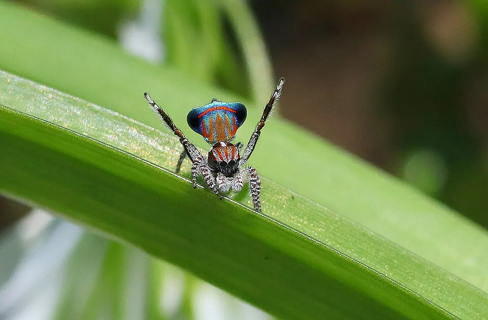 tasmanian peacock spider spider photo