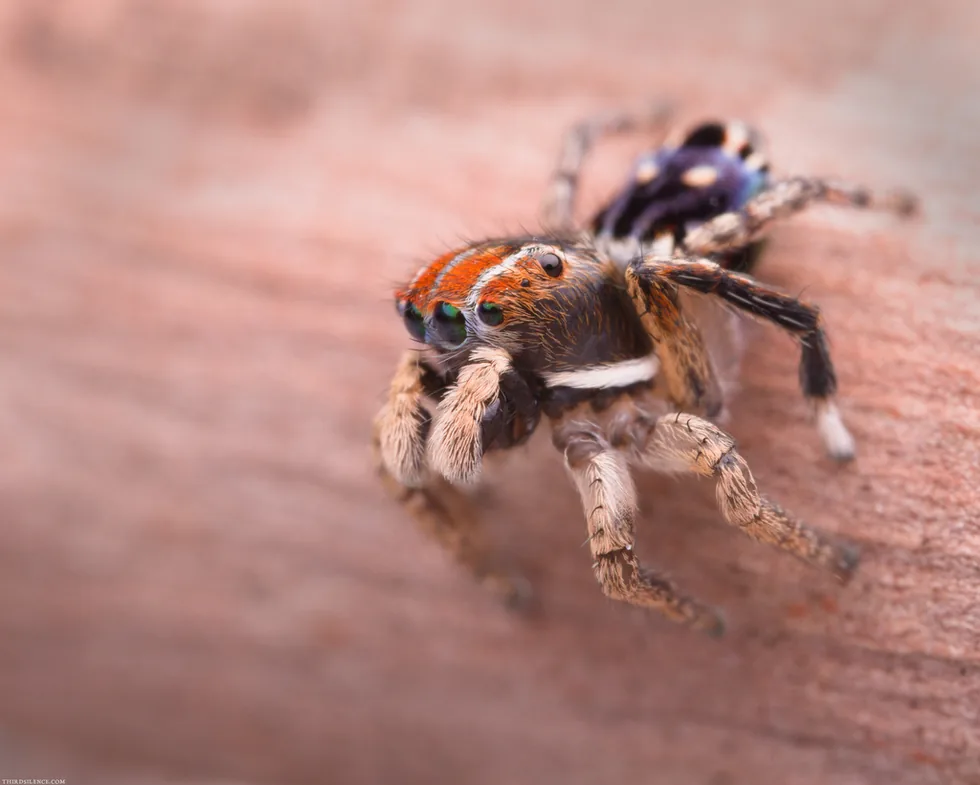Male Maratus harrisi Harris's peacock spider in Victoria