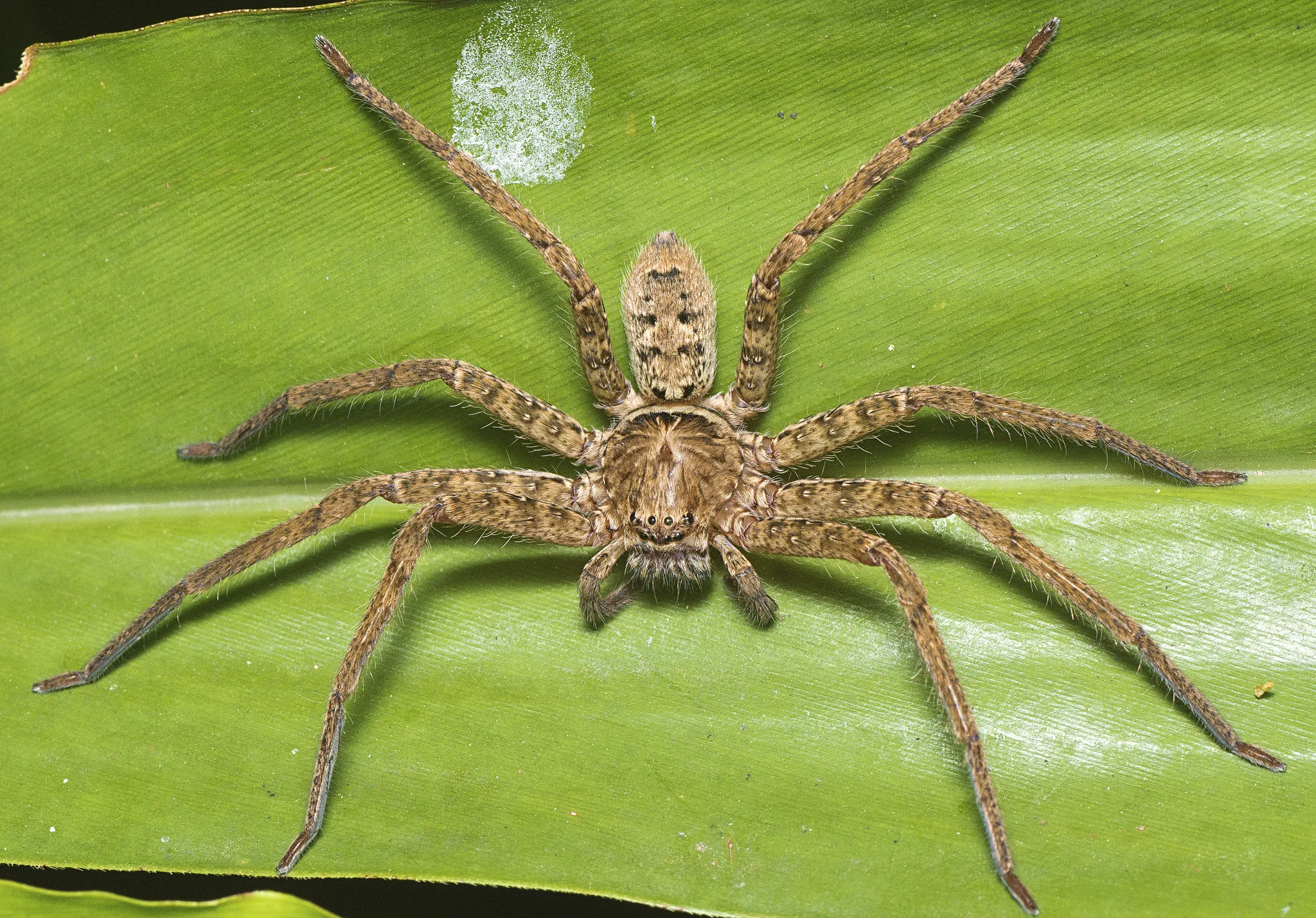 Heteropoda jugulans jungle huntsman on a green leaf in Queensland
