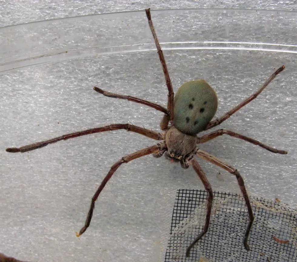 Female green-bellied huntsman spider Typostola barbata, showing paired black abdominal dots and sideways legs